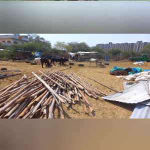  Ein Unwetter zerstört Zäune, Dächer und Futtervorräte unserer Goshala