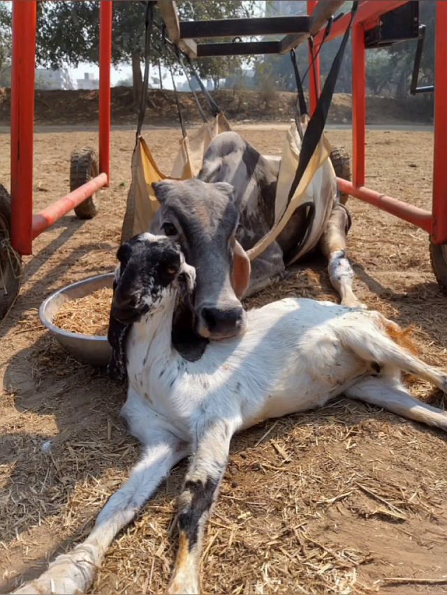 Radha Vallabh und Namruci 2